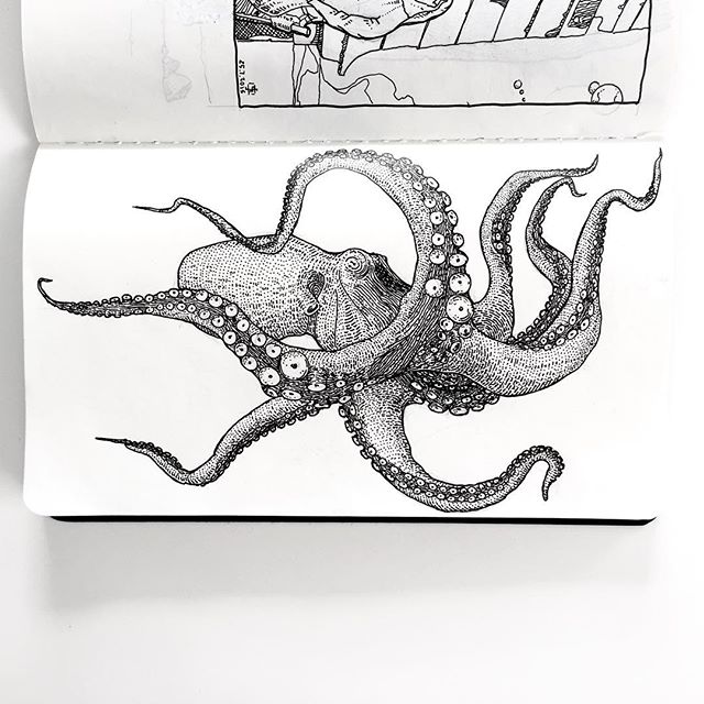 Octopus drawing